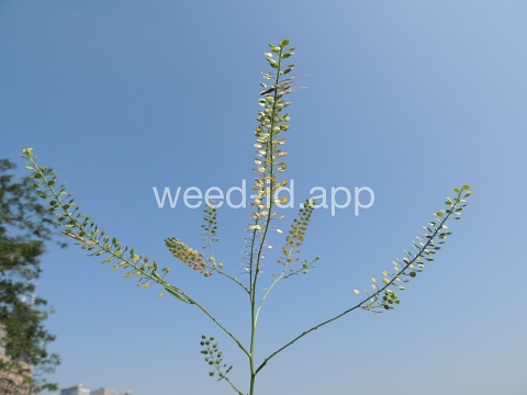pepperweed, Virginia